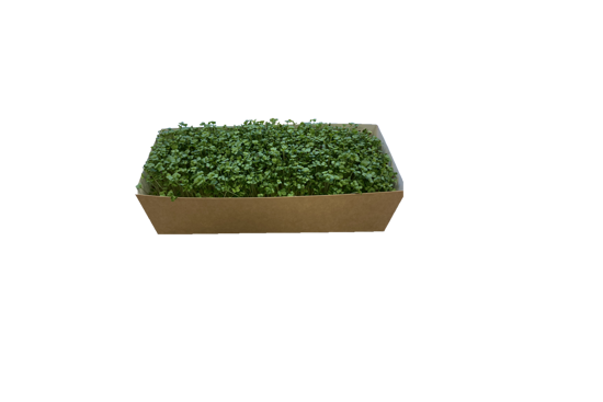 Picture of KRASSE BROCCOLISKOTT SE 3X200G